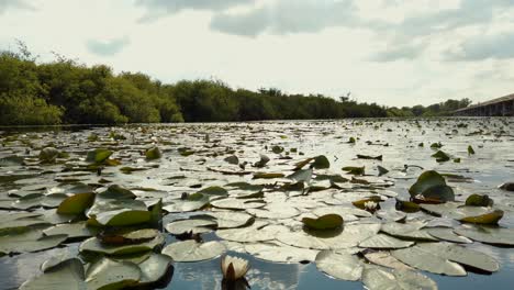 Close-up-white-lotus-flowers-at-the-lake