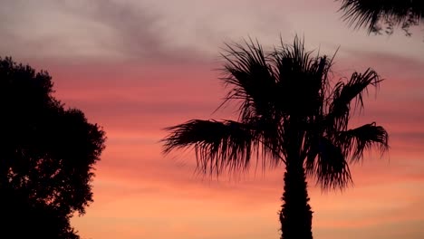 hermosa silueta de una palmera durante la hora dorada con un cielo rojo y naranja en el fondo