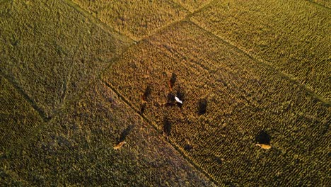 Kühe-Grasen-Auf-Der-Wiese-Im-Goldenen-Sonnenlicht---Luftaufnahme-Von-Oben-Nach-Unten