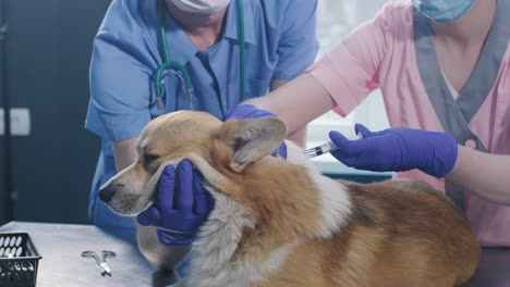 veterinarian team giving an injection to the corgi dog