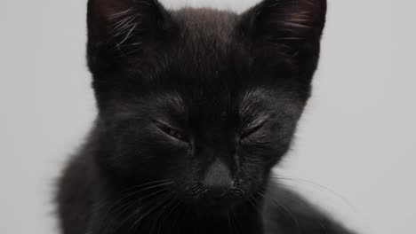 tired black kitten cant stay awake