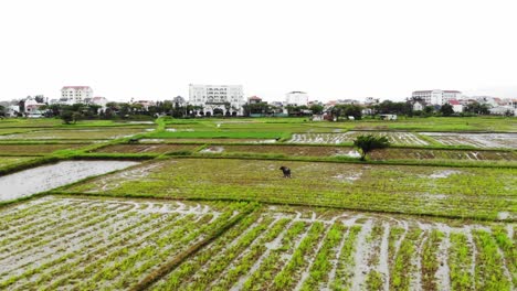 Reisfelder-Und-Wasserbüffel-Mit-Gebäuden-Im-Hintergrund-In-Hoi-An,-Vietnam