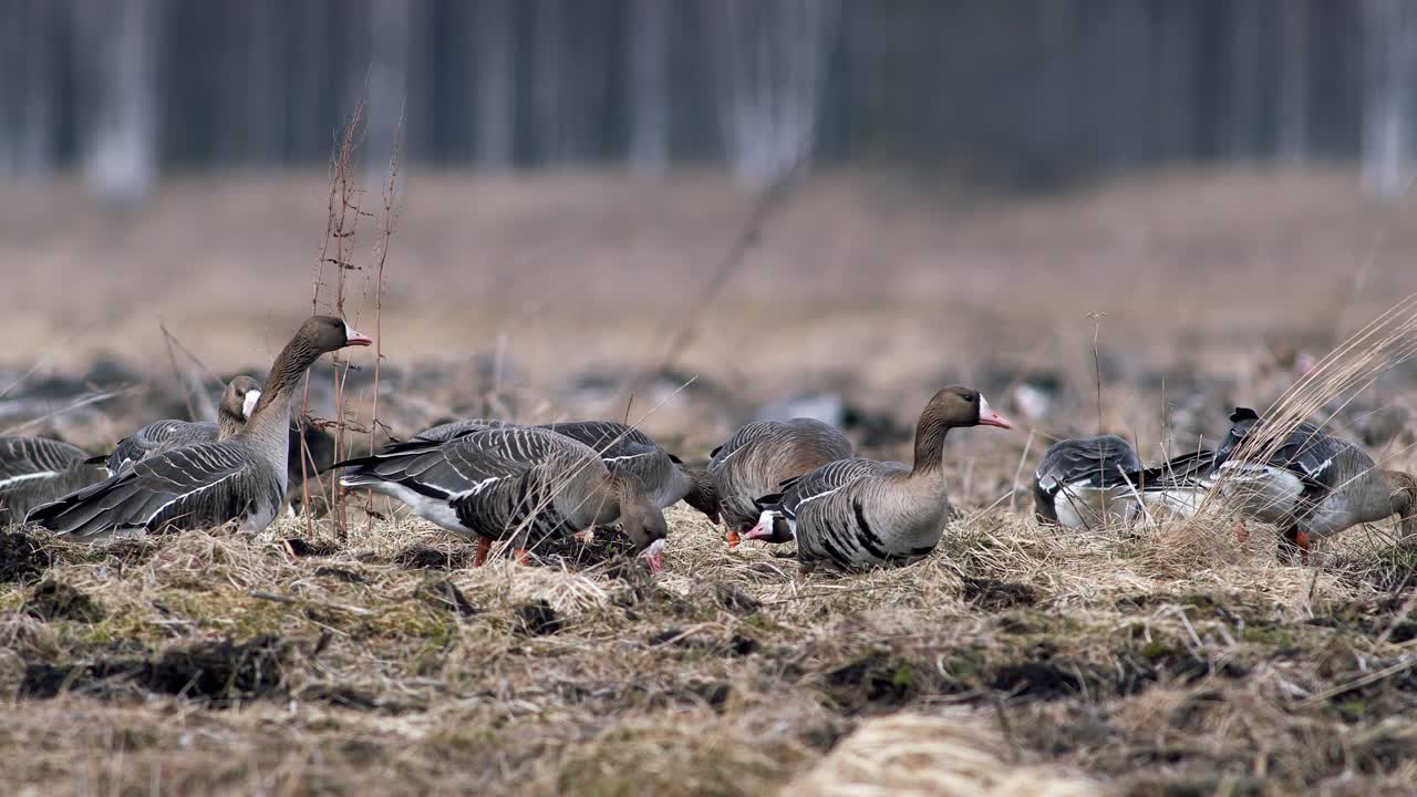 gran bandada de gansos de frente blanca y otros durante la migración de primavera descansando y alimentándose en el despegue de la pradera