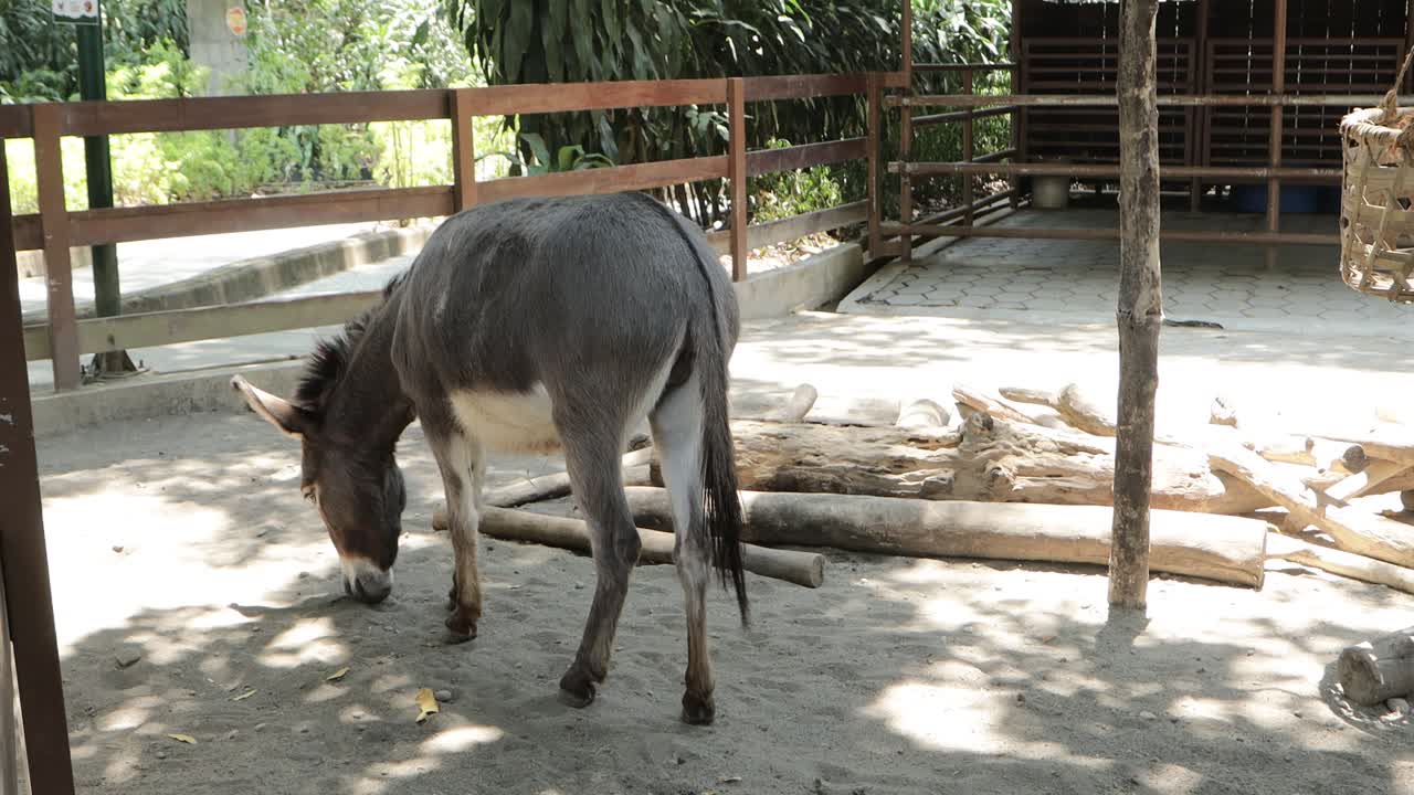 donkey standing in farm pen, rustic countryside livestock scene