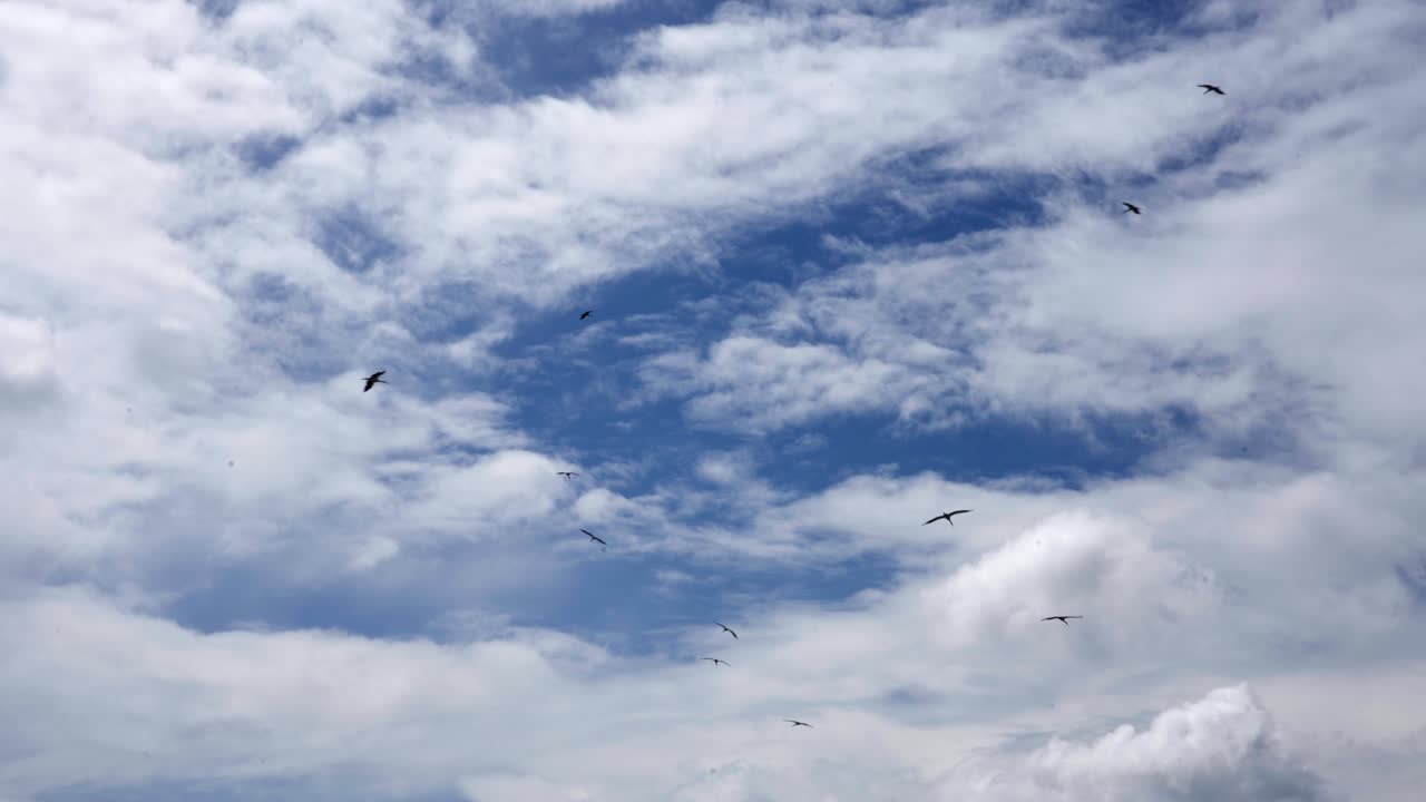 반짝이는 푸른 하늘에 웅장하게 날아가는 황새