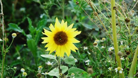 Gelbe-Sonnenblume-Im-Wind