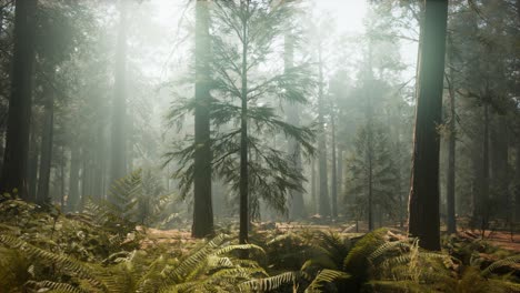 Puesta-De-Sol-En-El-Bosque-Gigante,-Parque-Nacional-Secoya,-California