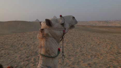 sunset in the desert, camels lying in the sand. egypt