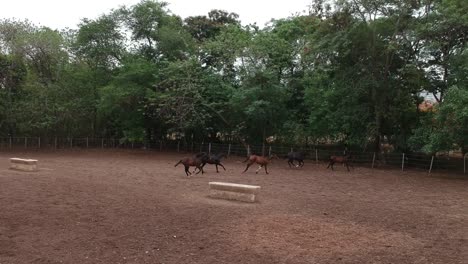 caballos | carreras de caballos | caballos de carrera | criadero de sementales en la india