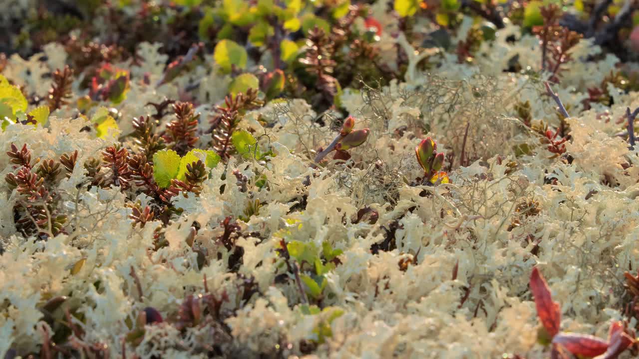 드라 식물 근접