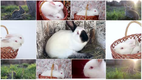 a collection of adorable rabbits and bunnies
