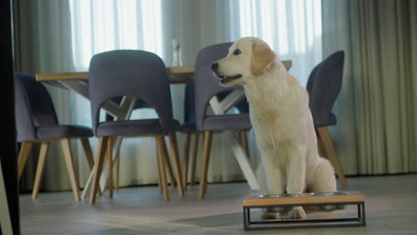 el golden retriever comiendo