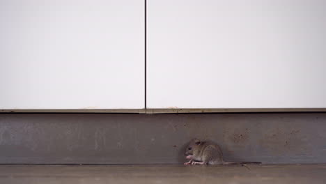 A-wide-shot-of-a-young-brown-rat-sitting-still-on-the-kitchen-floor,-grooming-himself