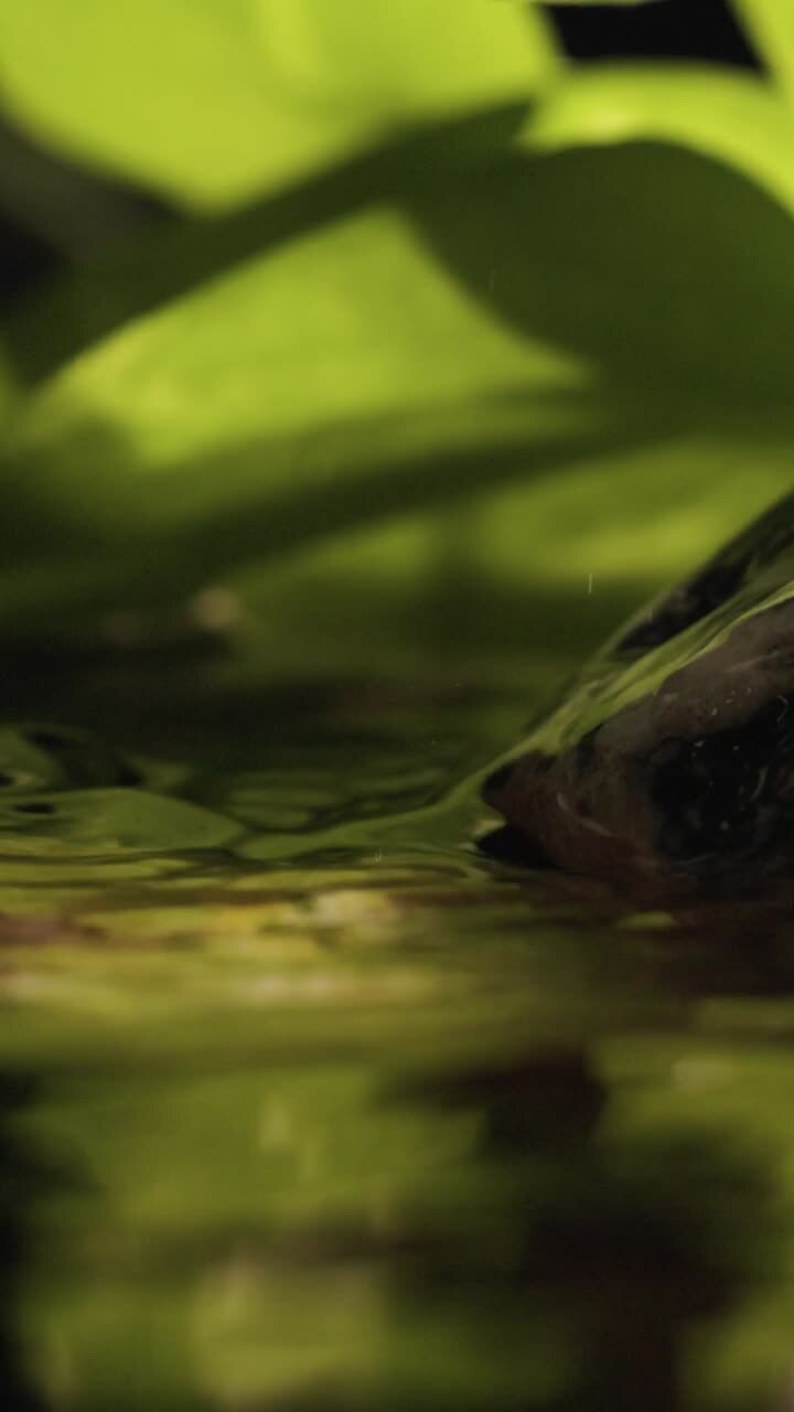 piante lungo il fiume