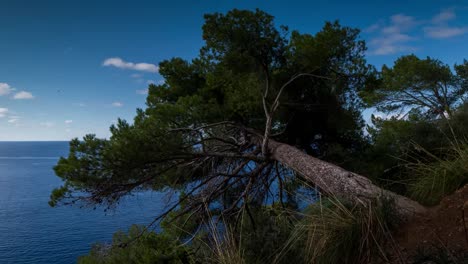 Fallen-Tree-4K-00