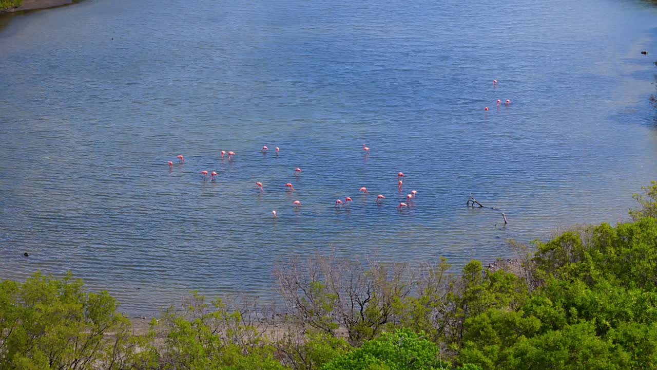 Drone orbit around flamingos feeding in shallow mangrove mudflat water