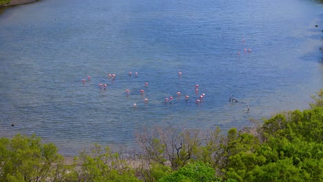 órbita-De-Drones-Alrededor-De-Flamencos-Alimentándose-En-Aguas-Poco-Profundas-De-Marismas-De-Manglares