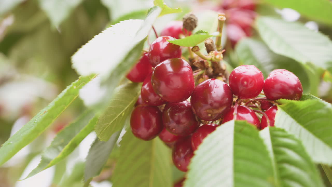 Close up of a bunch of ripe red cherries hanging from a tree branch
