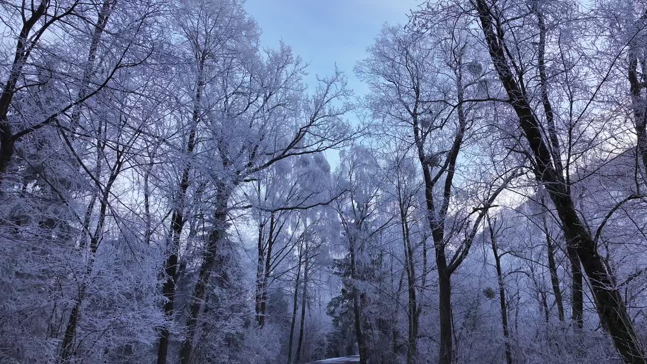 Delicate frost clings to bare branches, world of soft white stillness - Switzerland