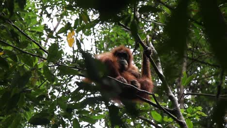 orangutan sitting in a branch looking to the ground