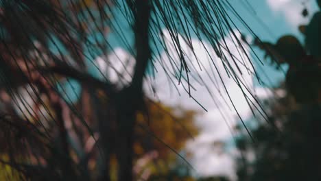 Small-pine-tree-twigs-dance-in-the-gentle-wind-whilst-layers-of-trees,-bushes-and-leaves-sit-behind-being-lit-by-a-warm-sky-having-fluffy-white-clouds-float-in-its-space