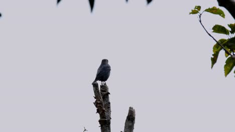 perching on a bare branch and looking to the left side of the frame, a male blue rock-thrush monticola solitarius looks back down