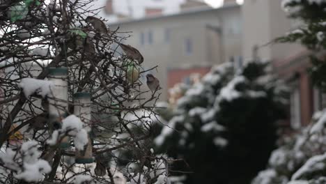 Sparrows-eating-form-bird-feeders-hang-on-bush-in-winter