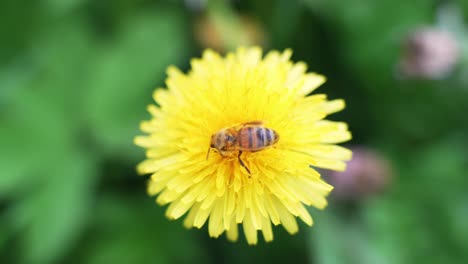 Abeja-Buscando-Néctar-Para-Hacer-Miel