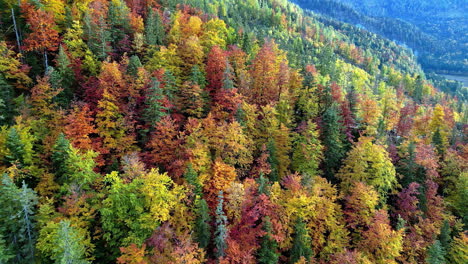 aerial view of an austrian alpine forest in autumn colors