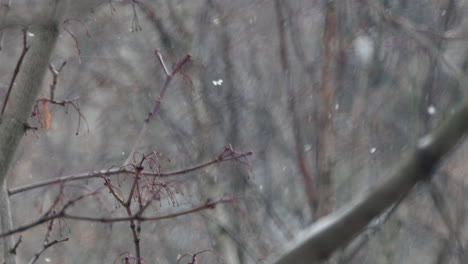 Nature-in-winter-macro-shot