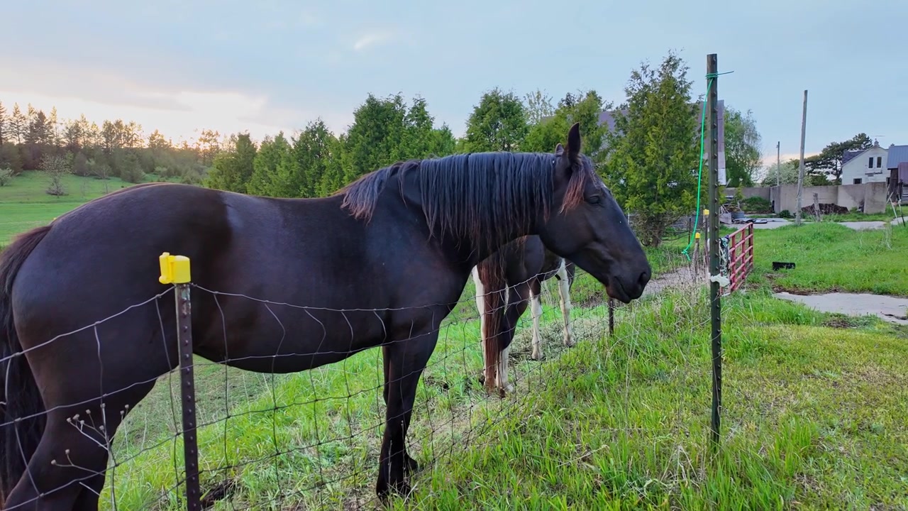 Koń rasy American Paint Horse i koń pociągowy (koń fryzyjski) w hrabstwie Leelanau, Michigan, w pobliżu Traverse City.