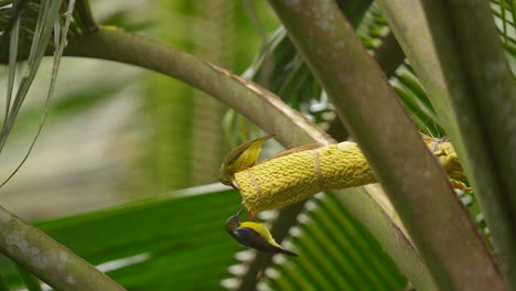 El-Suimanga-De-Garganta-Marrón-O-Madu-Kelapa,-También-Conocido-Como-Suimanga-De-Garganta-Lisa,-Es-Una-Especie-De-Ave-De-La-Familia-Nectariniidae.