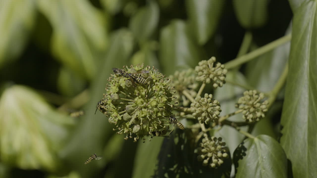 Wasps on a cluster of ivy flowers