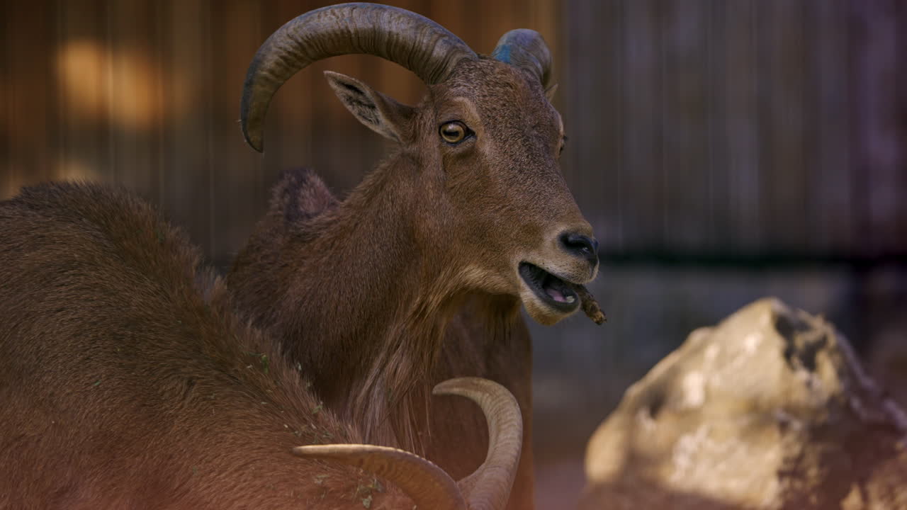 Barbary Sheep Portraits
