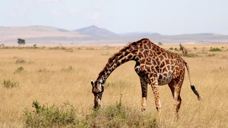 jirafa africana comiendo hojas de plantas en la sabana en la reserva nacional de maasai mara en kenia, áfrica