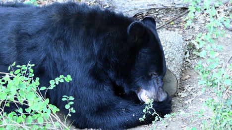 Schwarzer-Bär-Frisst-Einen-Grünen-Apfel-Und-Speichelt-Auf-Sein-Fell,-Waldboden,-Schmutz,-Stämme