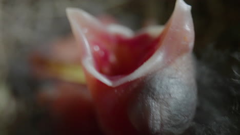 extreme close-up view of a newborn baby bird's wide open mouth waiting for food