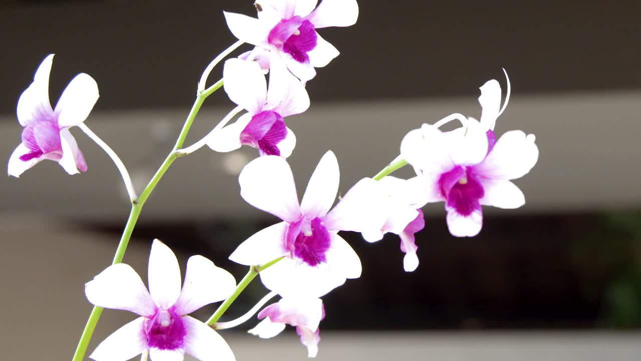Primo piano di fiori di orchidea bianca con centri rosa che ondeggiano in una luce soffusa