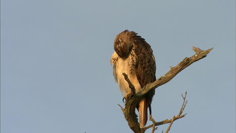 tight shot of young hawk on branch