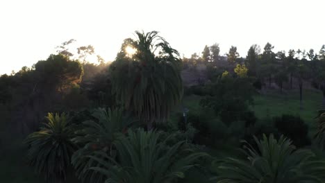 Drone-shot-panning-left-of-palm-trees-during-golden-sunset-hour-in-Los-Angeles,-California-park-then-rotating-right-revealing-picnic-area,-sidewalk,-and-vehicles-in-parking-lot