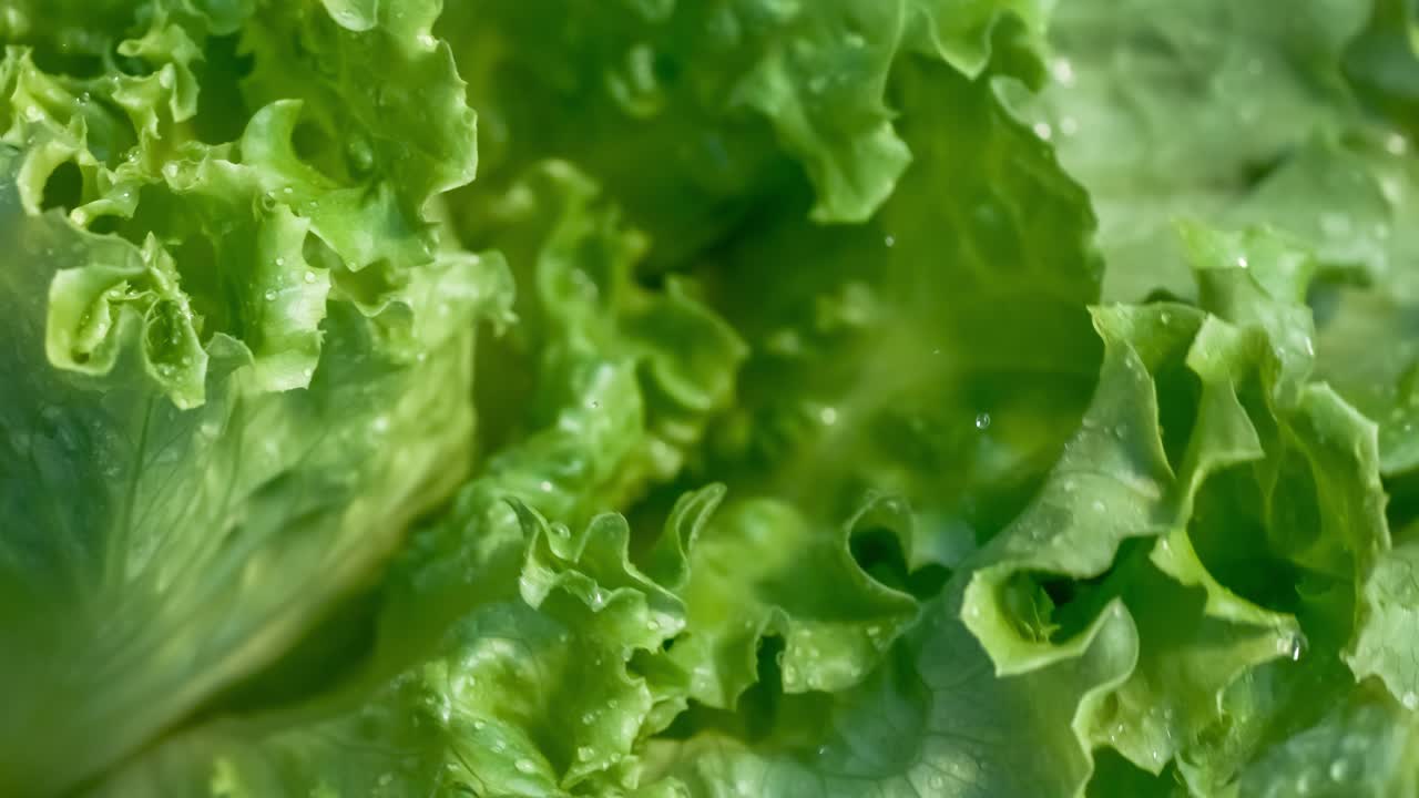 lechuga fresca en gotas de agua. filmado con una cámara súper lenta de 1000 fps.