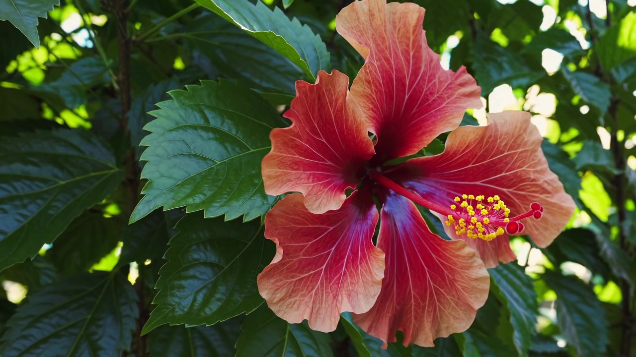 Fiore di ibisco rosso vivace in fiore in un giardino tropicale