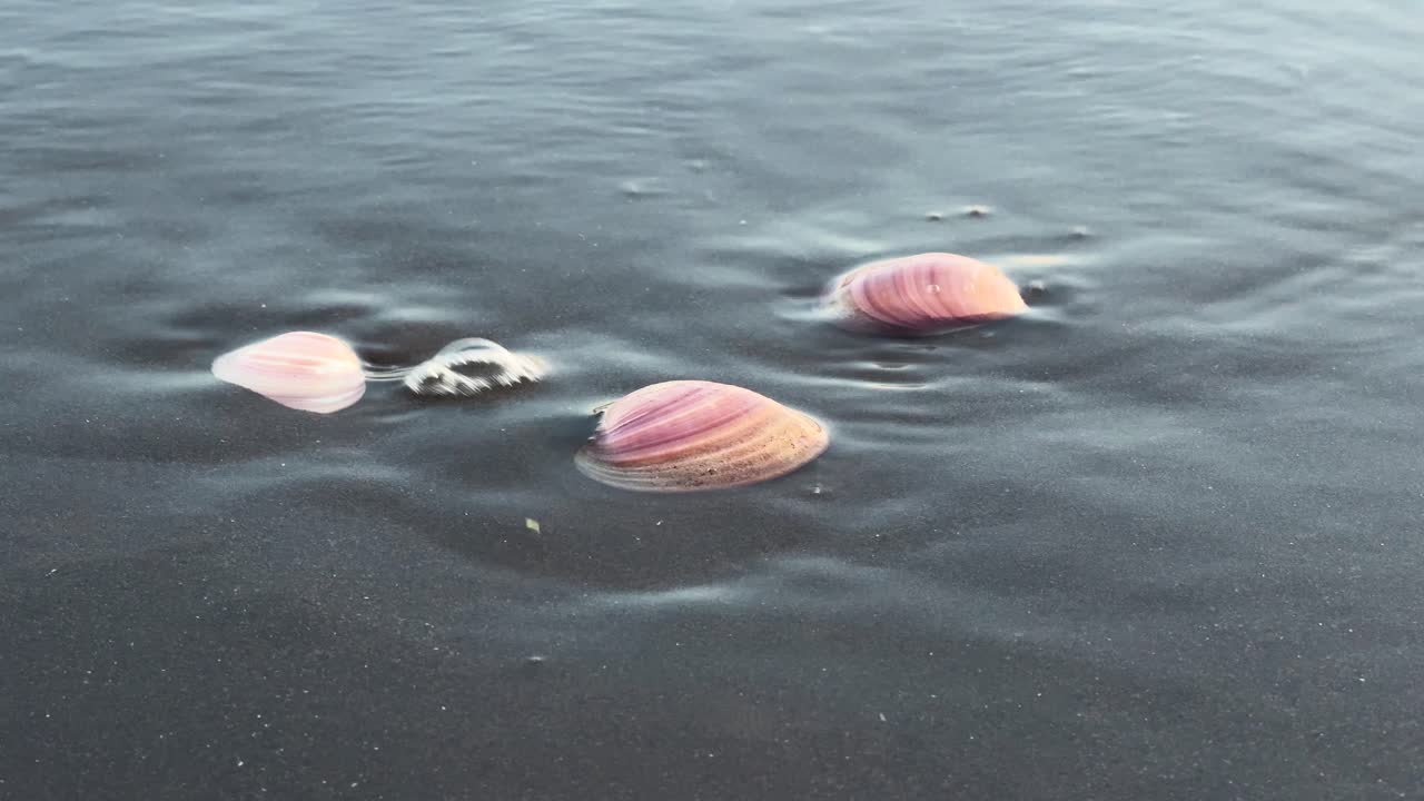 el agua del mar cubriendo conchas rosadas en la arena de la playa
