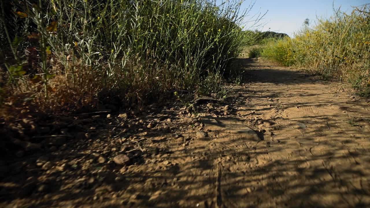 sendero del cañón con flores amarillas