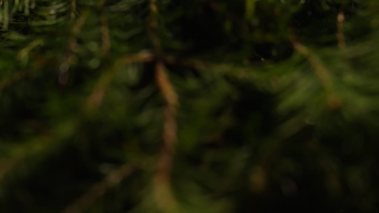 Blurred image of dark green leaves and branches