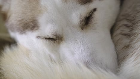 4k footage of a sleeping siberian husky