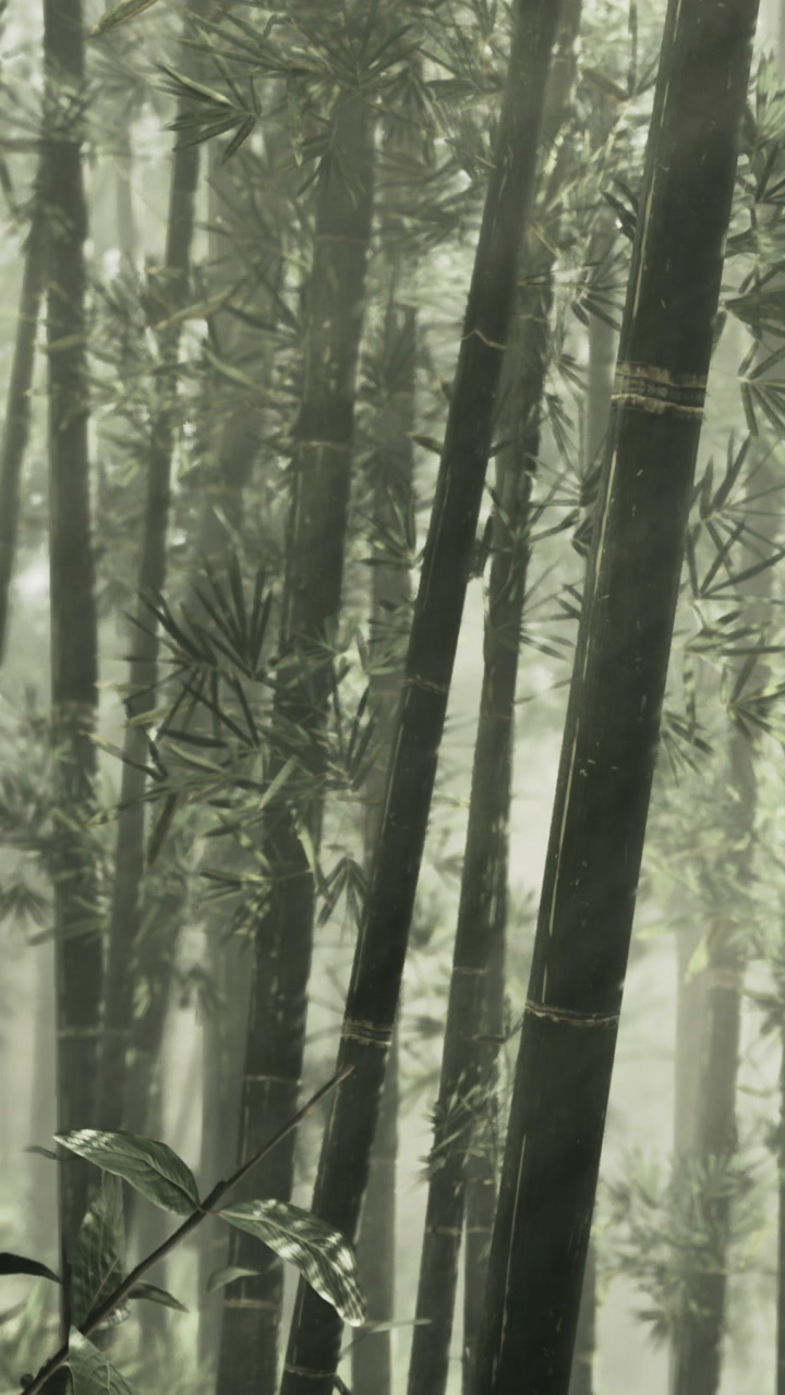 Exploring the serene beauty of a misty bamboo forest in early morning light