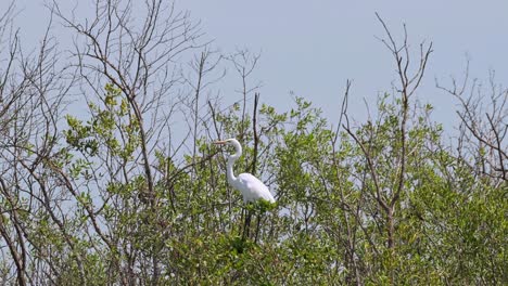 La-Cámara-Se-Acerca-Y-Revela-A-Este-Individuo-Encima-De-Las-Ramas-De-Un-Bosque-De-Manglares,-Garceta-Grande-Ardea-Alba,-Tailandia