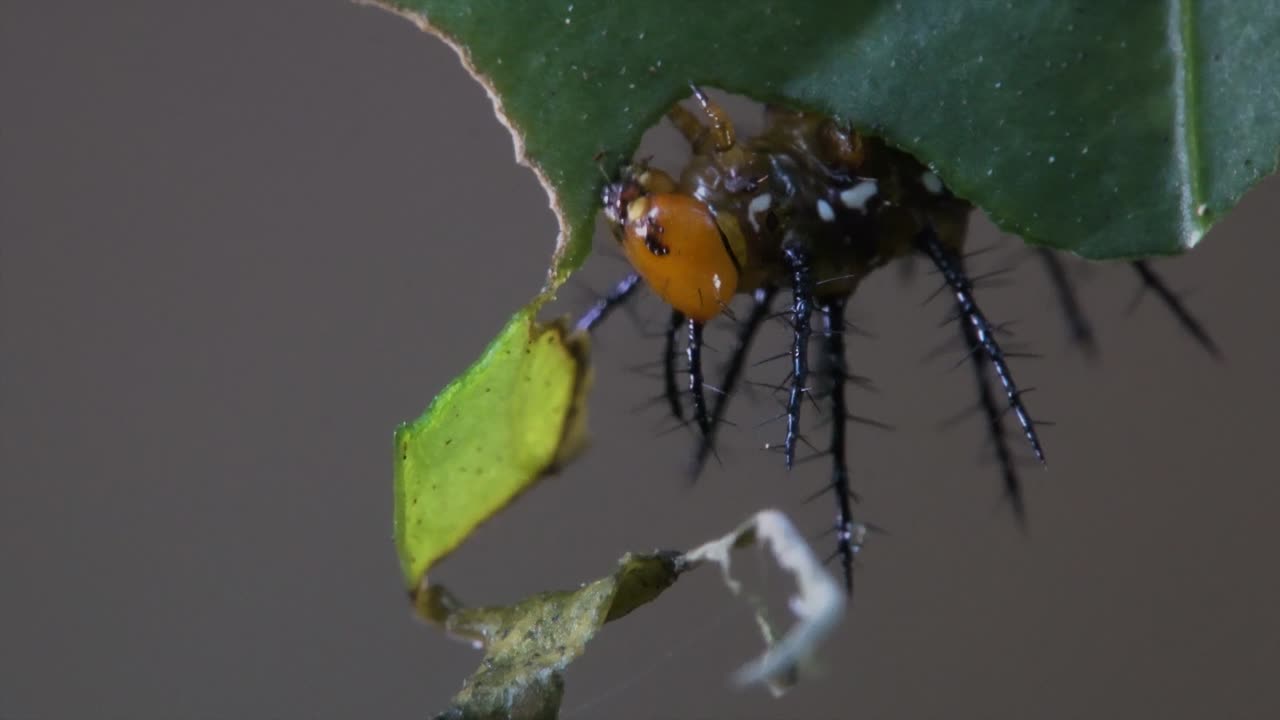 열대 우림에서 잎을 먹는 줄리아 나비 애벌레
