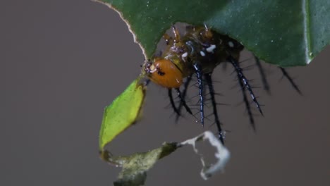 Julia-butterfly-caterpillar-eats-leaves-in-the-rainforest